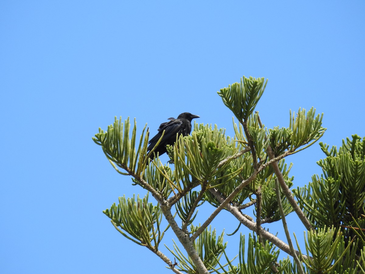 American Crow - ML179906001