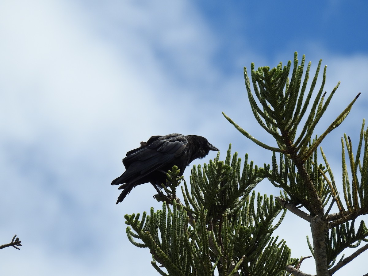 American Crow - ML179906011