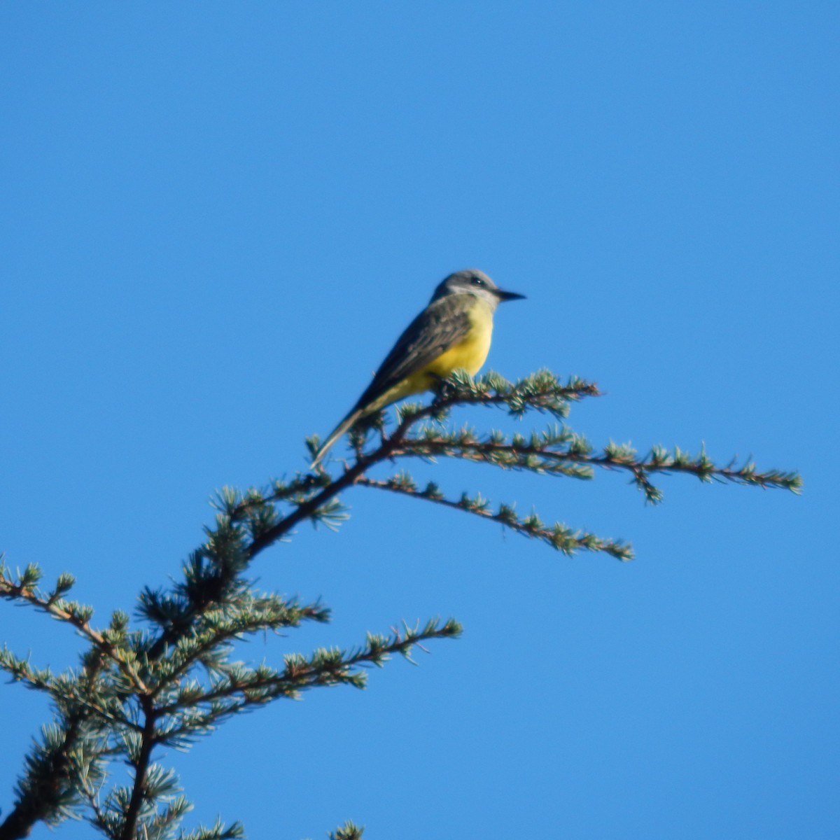 Tropical Kingbird - ML179906341