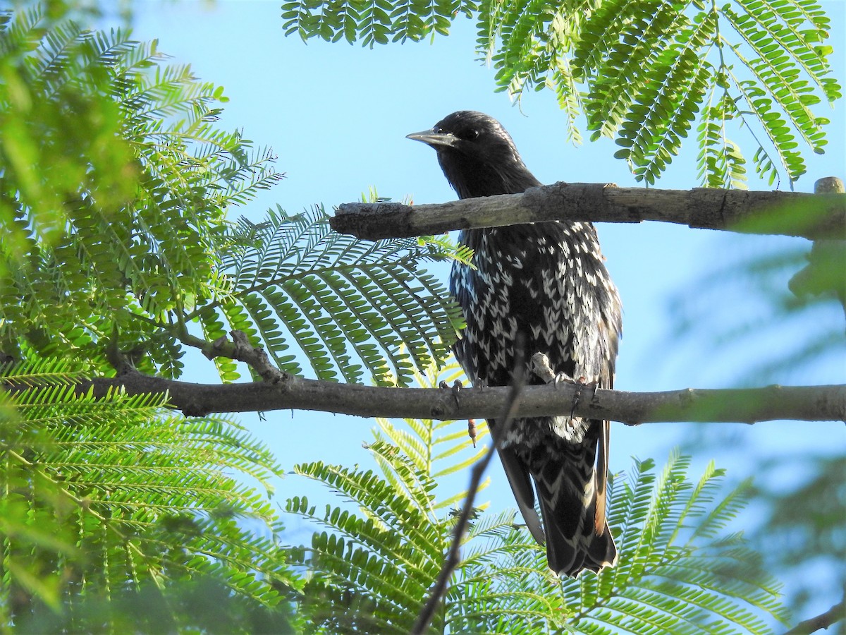 European Starling - ML179908151