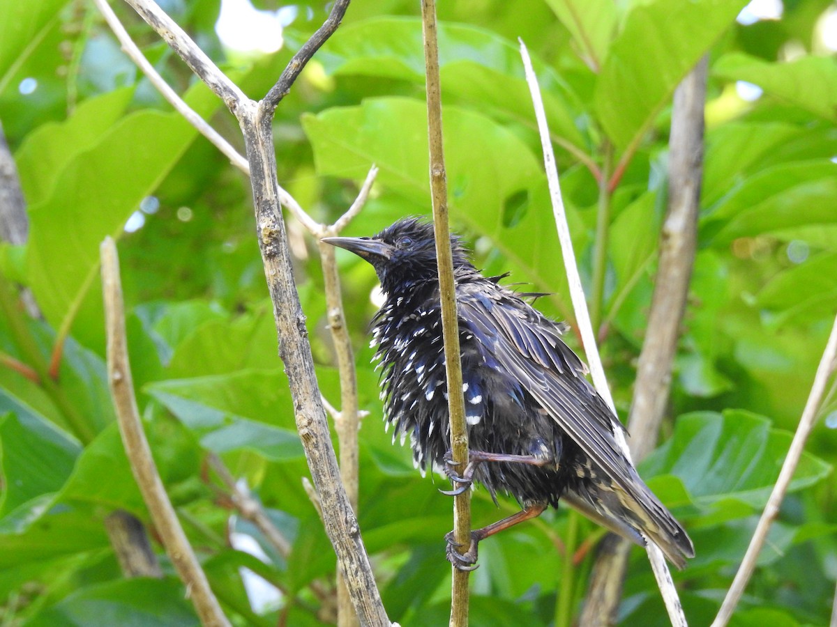 European Starling - ML179908271