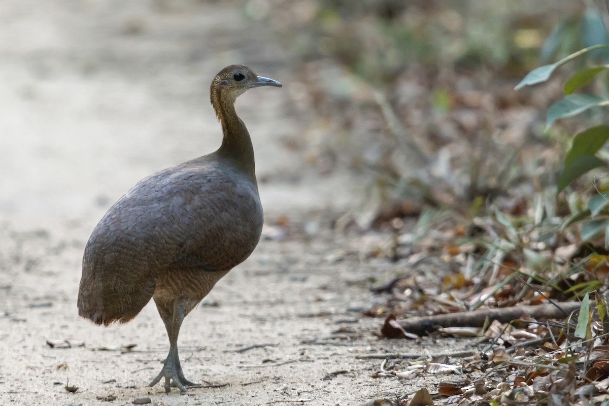 Solitary Tinamou - ML179908621