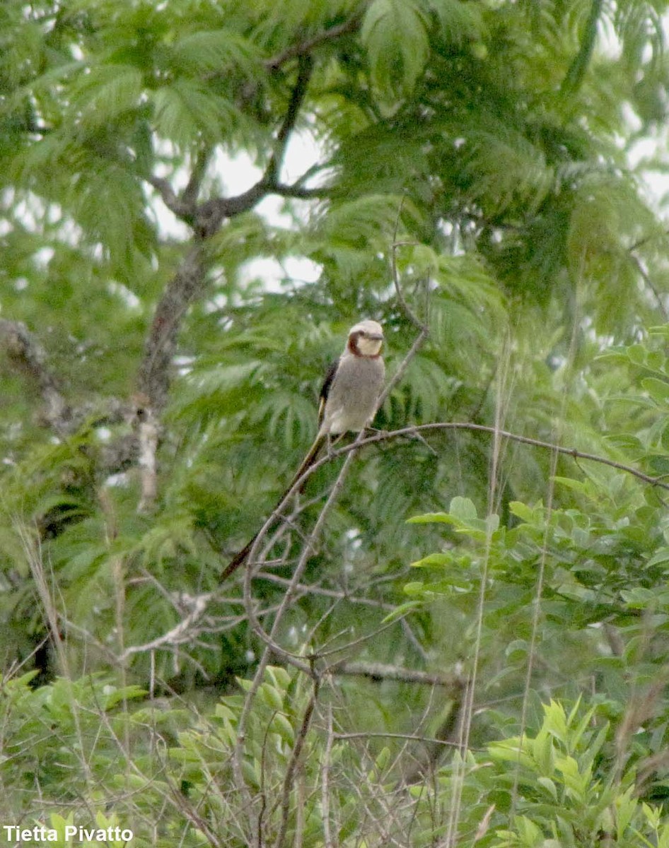 Streamer-tailed Tyrant - ML179909961