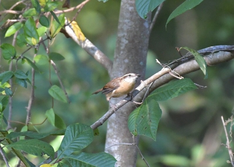 Carolina Wren - ML179910471