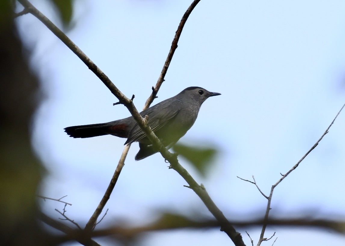 Кошачий пересмешник - ML179910591