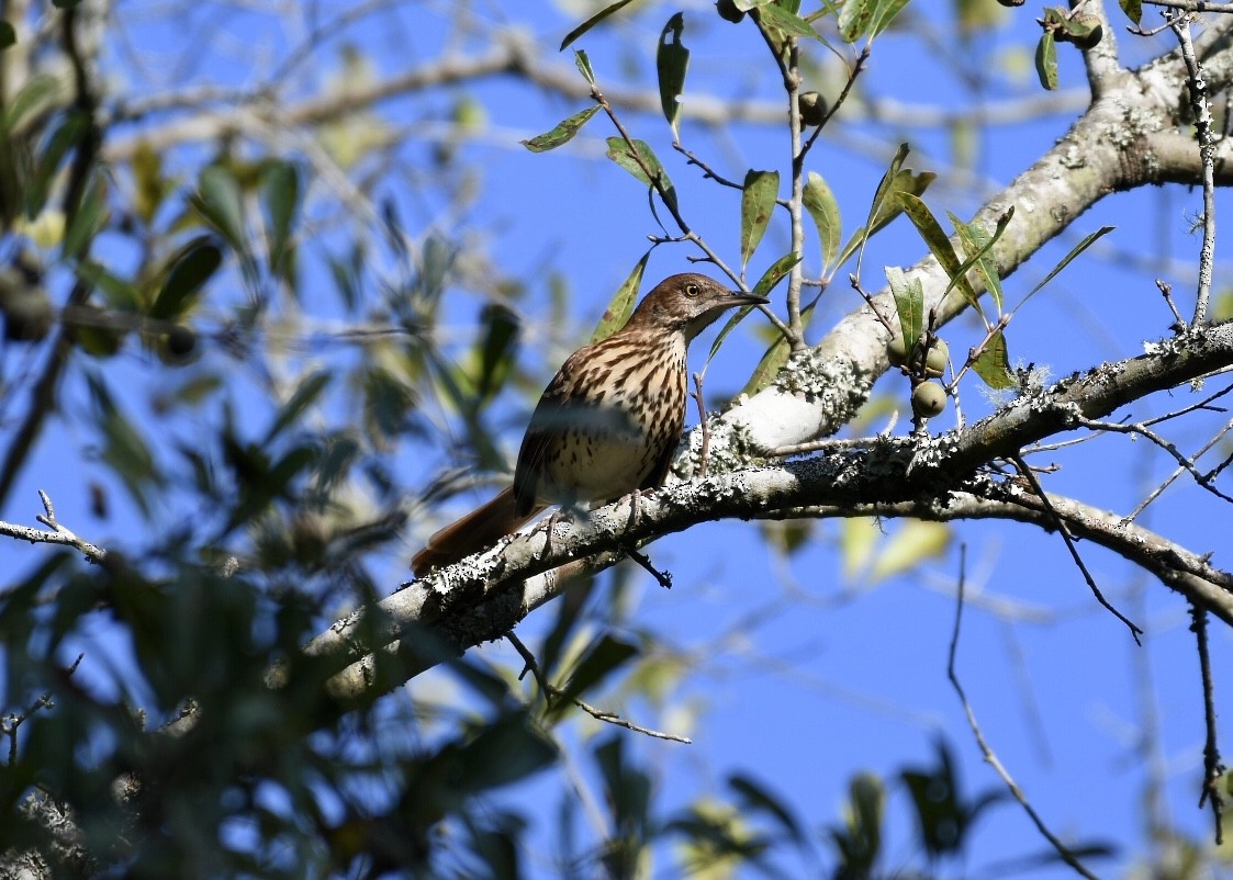 Brown Thrasher - ML179910761