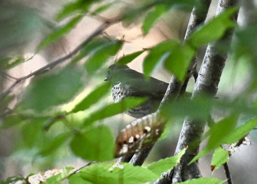 Wood Thrush - ML179910841