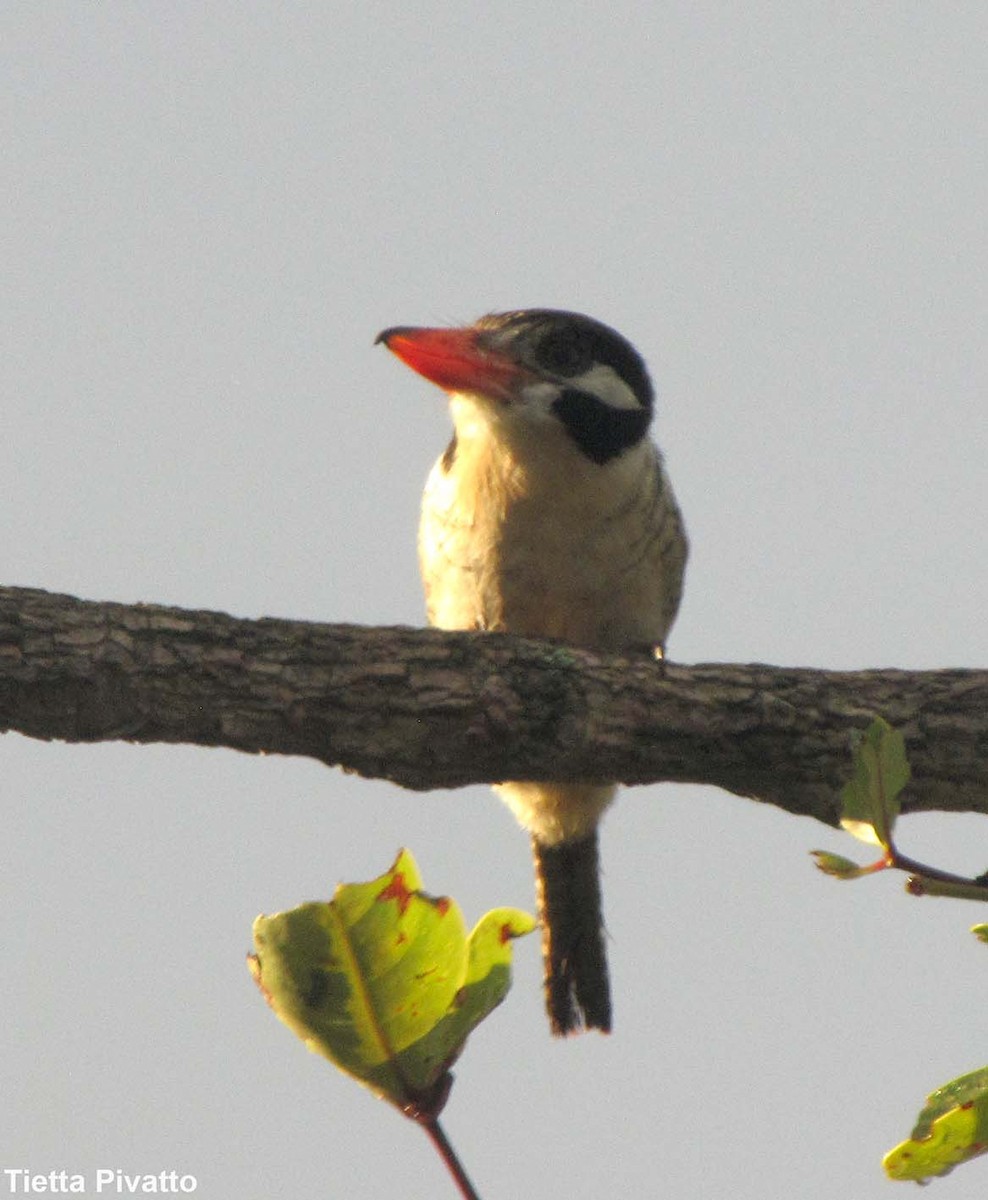 White-eared Puffbird - ML179911211