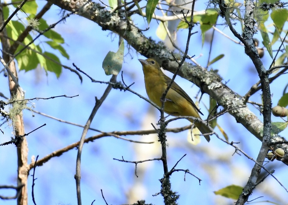 Summer Tanager - ML179911351