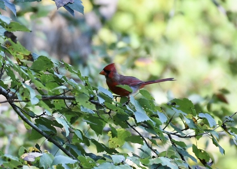 Northern Cardinal - ML179911441