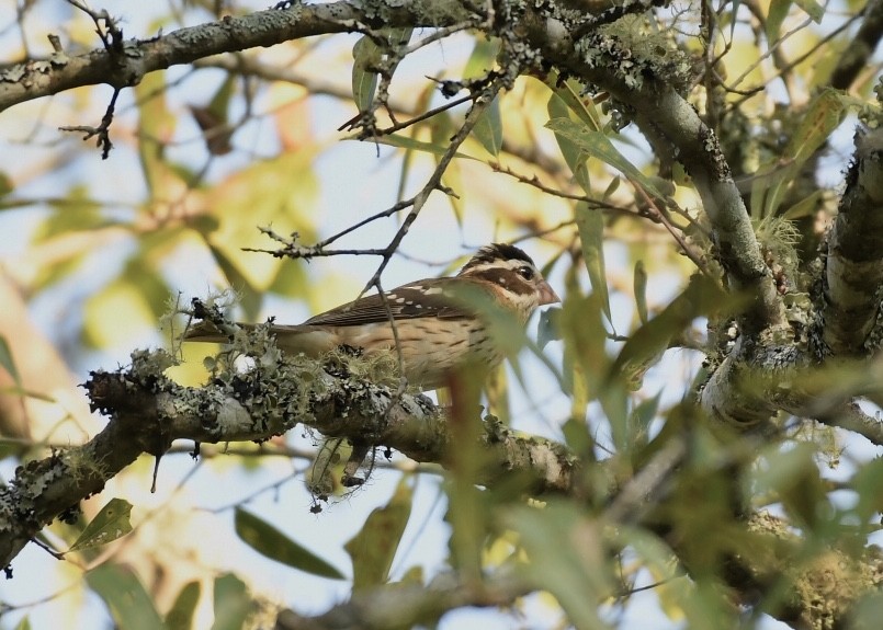 Rose-breasted Grosbeak - ML179911571