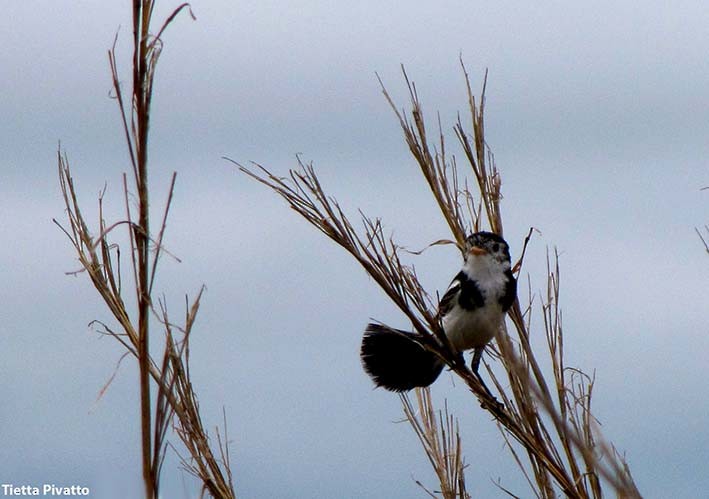 Cock-tailed Tyrant - ML179911681