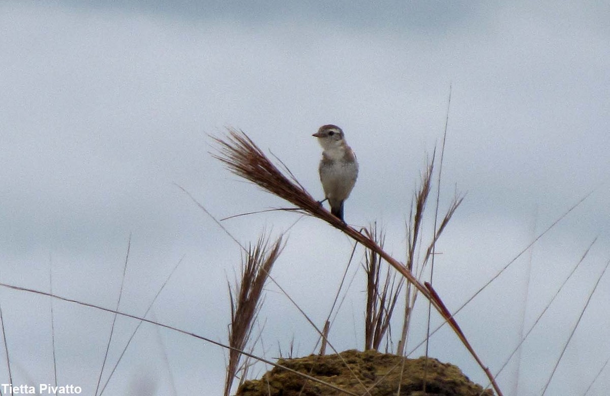 Cock-tailed Tyrant - ML179911691