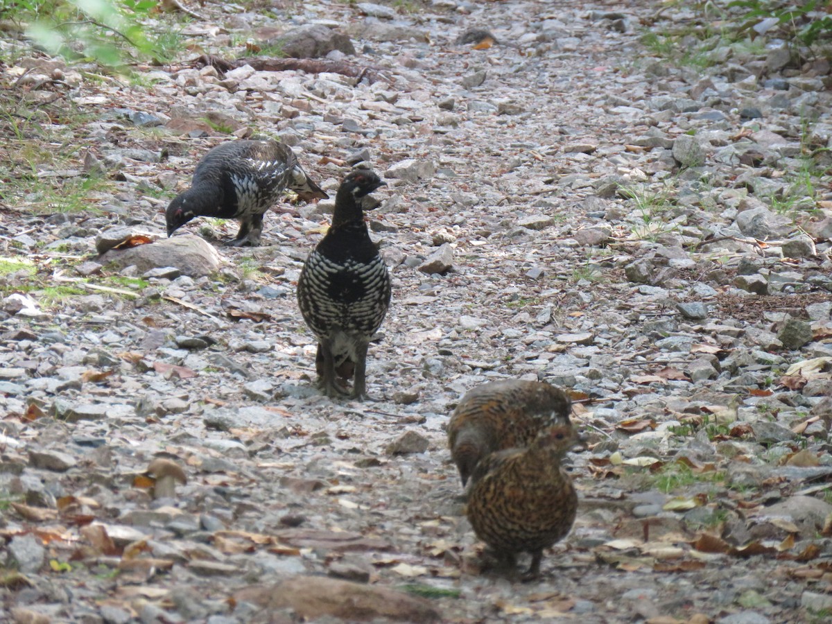 Spruce Grouse - ML179911921