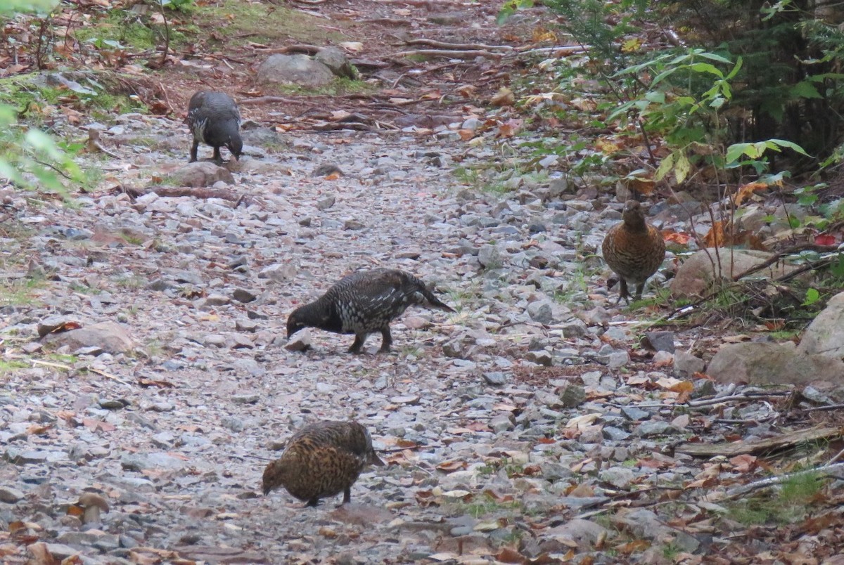 Spruce Grouse - ML179912221
