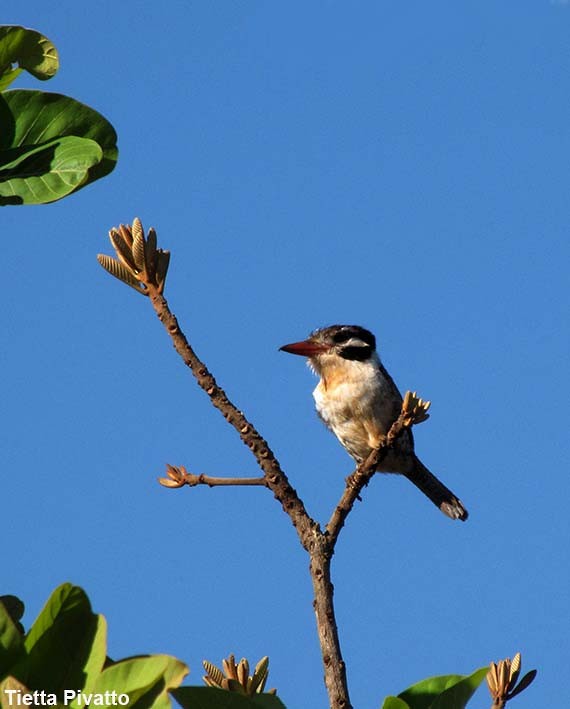 White-eared Puffbird - ML179912451