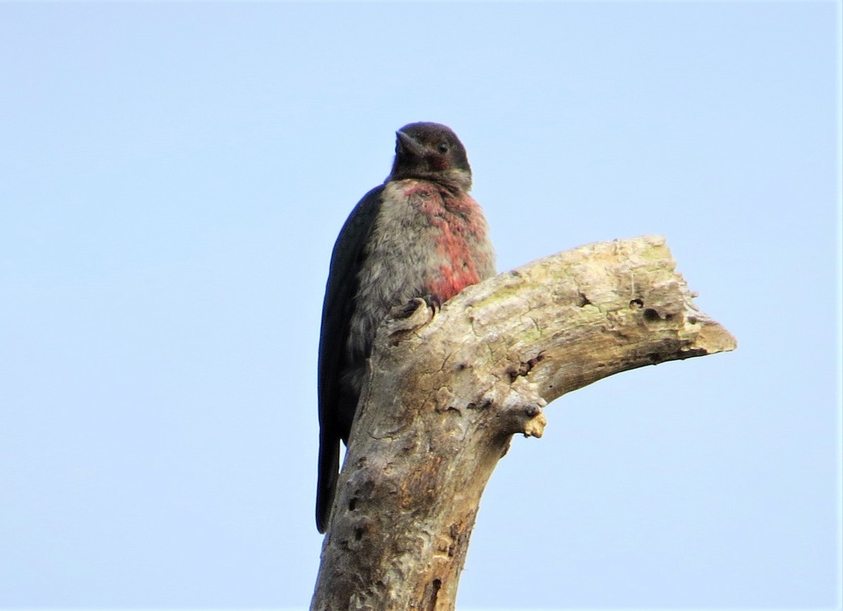 Lewis's Woodpecker - ML179913441