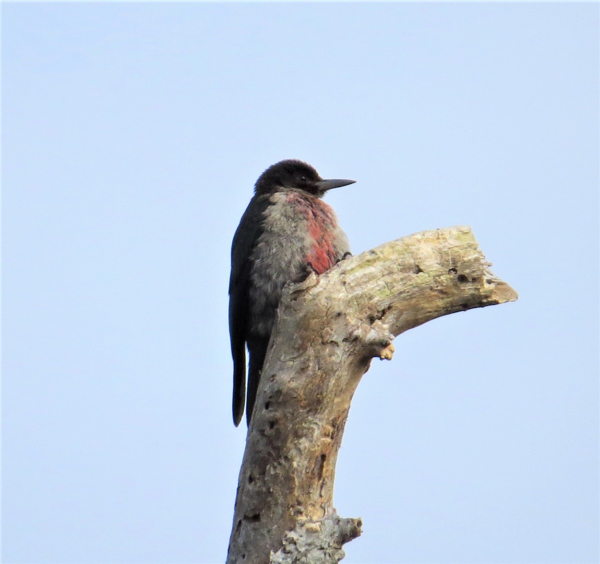 Lewis's Woodpecker - ML179913481