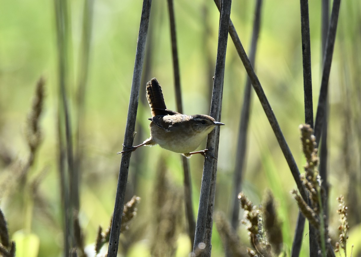 Marsh Wren - Pete Monacell