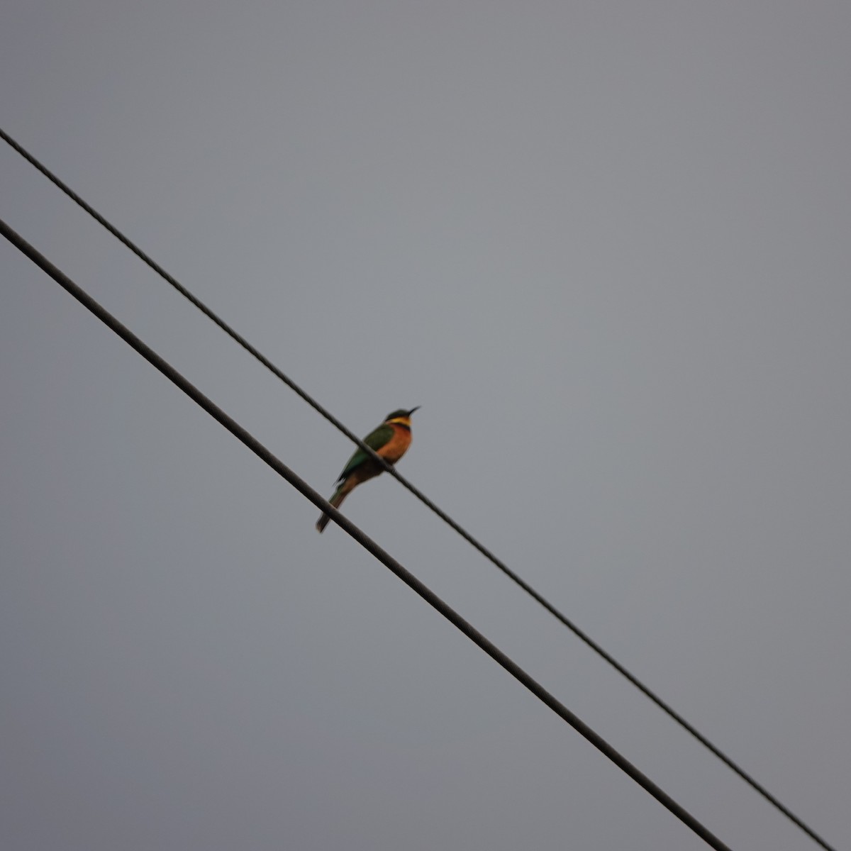 Cinnamon-chested Bee-eater - Robin Welsh