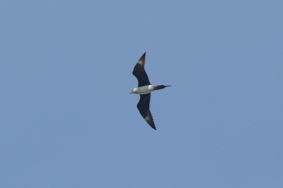 Parasitic Jaeger - Kosuke Saita