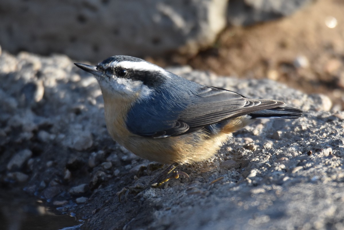 Red-breasted Nuthatch - ML179926501