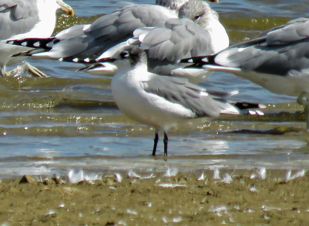 Franklin's Gull - ML179926701