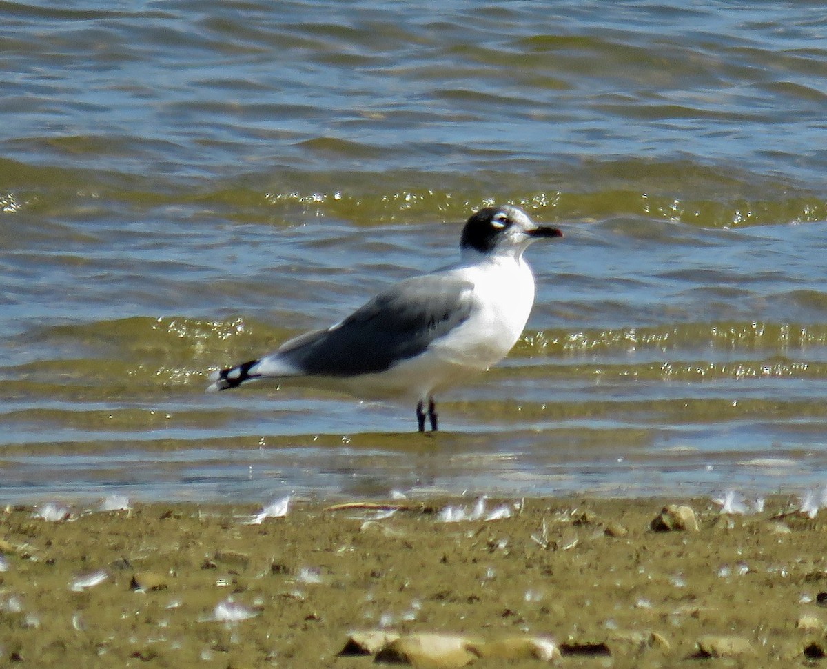 Franklin's Gull - ML179926881