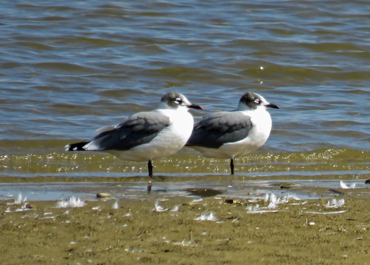 Franklin's Gull - ML179927101