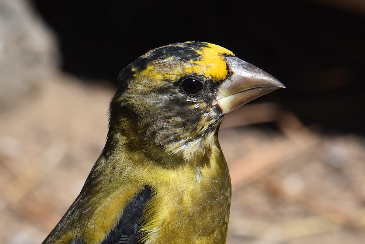 Evening Grosbeak - ML179927161