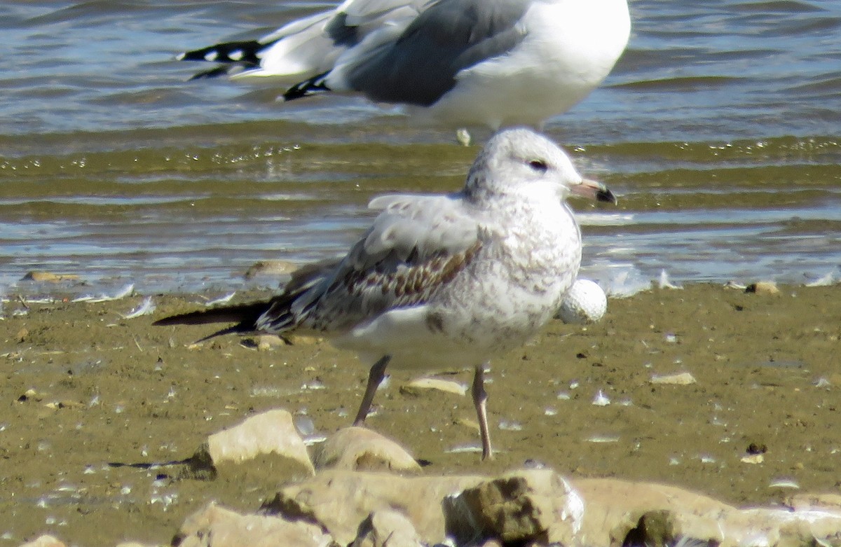 Ring-billed Gull - JoAnn Potter Riggle 🦤