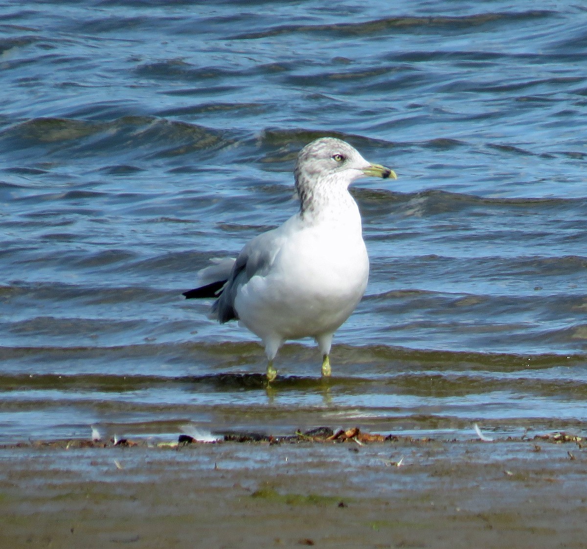 Ring-billed Gull - ML179927211