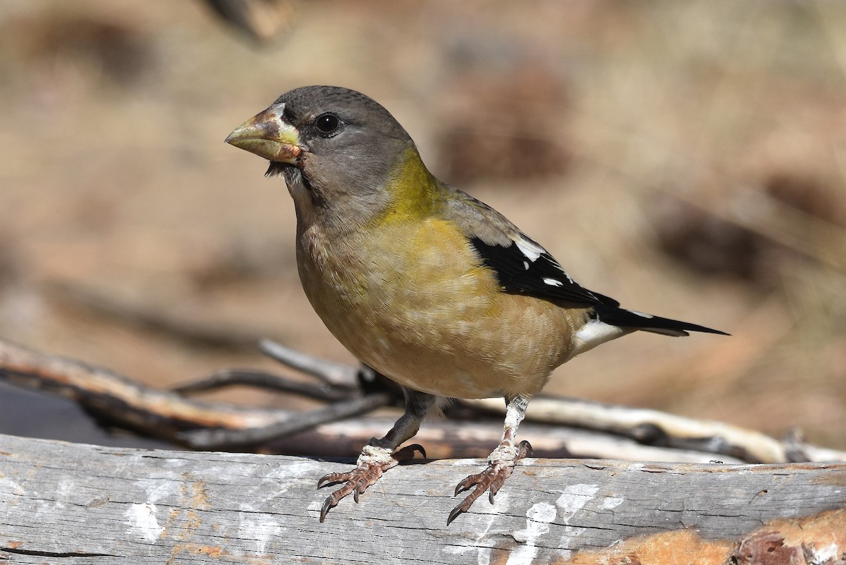 Evening Grosbeak - ML179927221