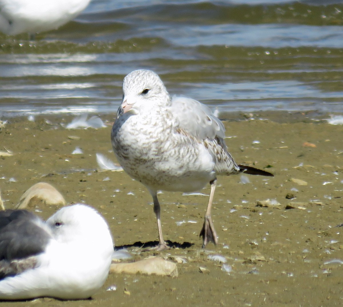 Ring-billed Gull - ML179927231