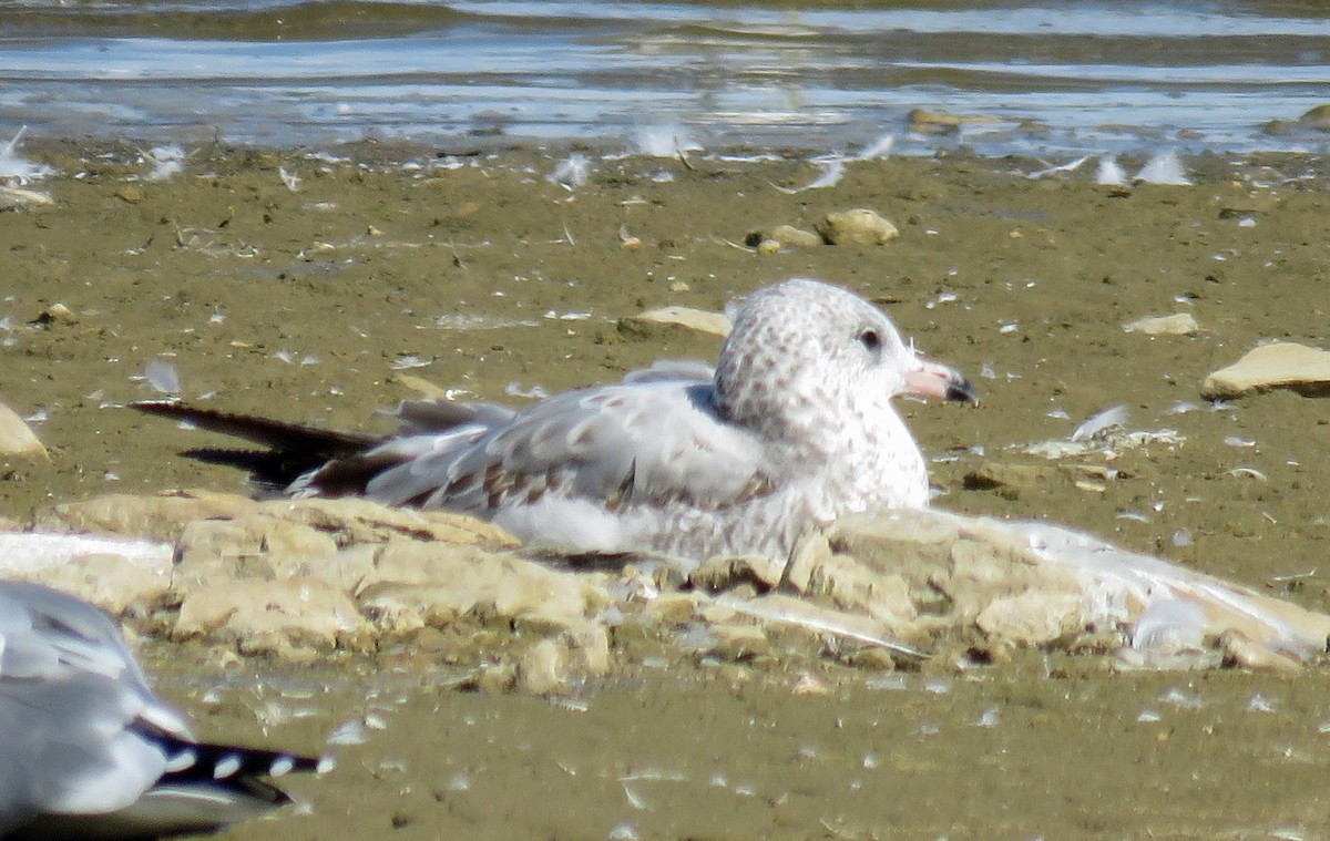 Ring-billed Gull - ML179927251