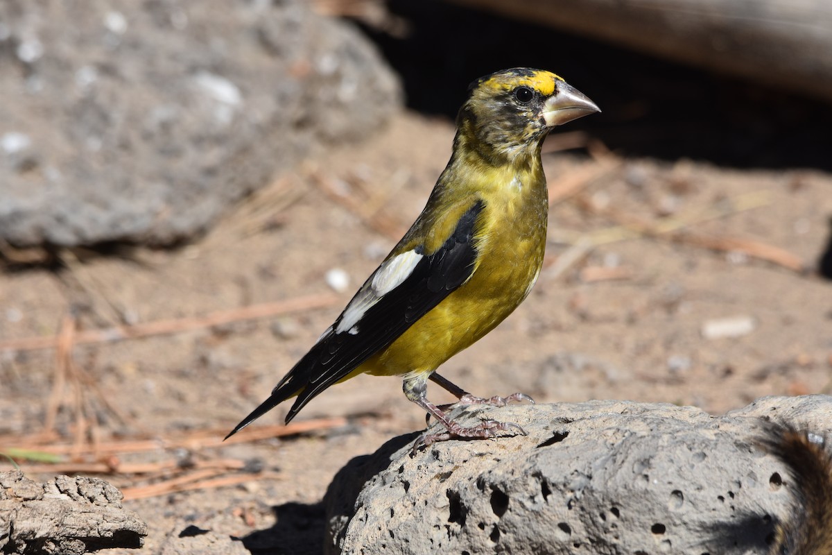 Evening Grosbeak - ML179927281