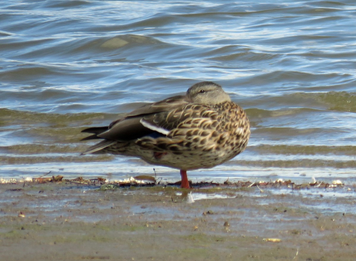 Mallard - JoAnn Potter Riggle 🦤