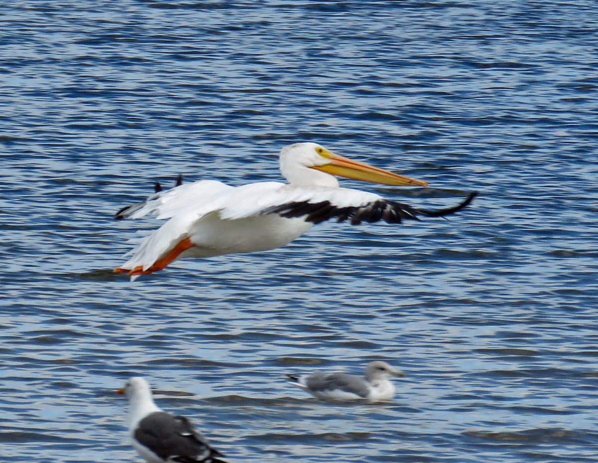 American White Pelican - ML179927651