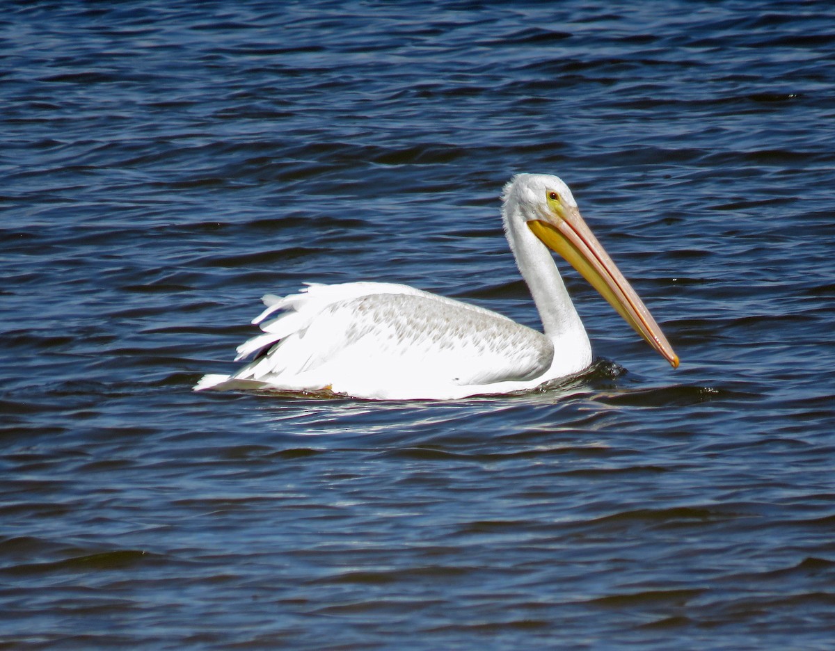 American White Pelican - ML179927691