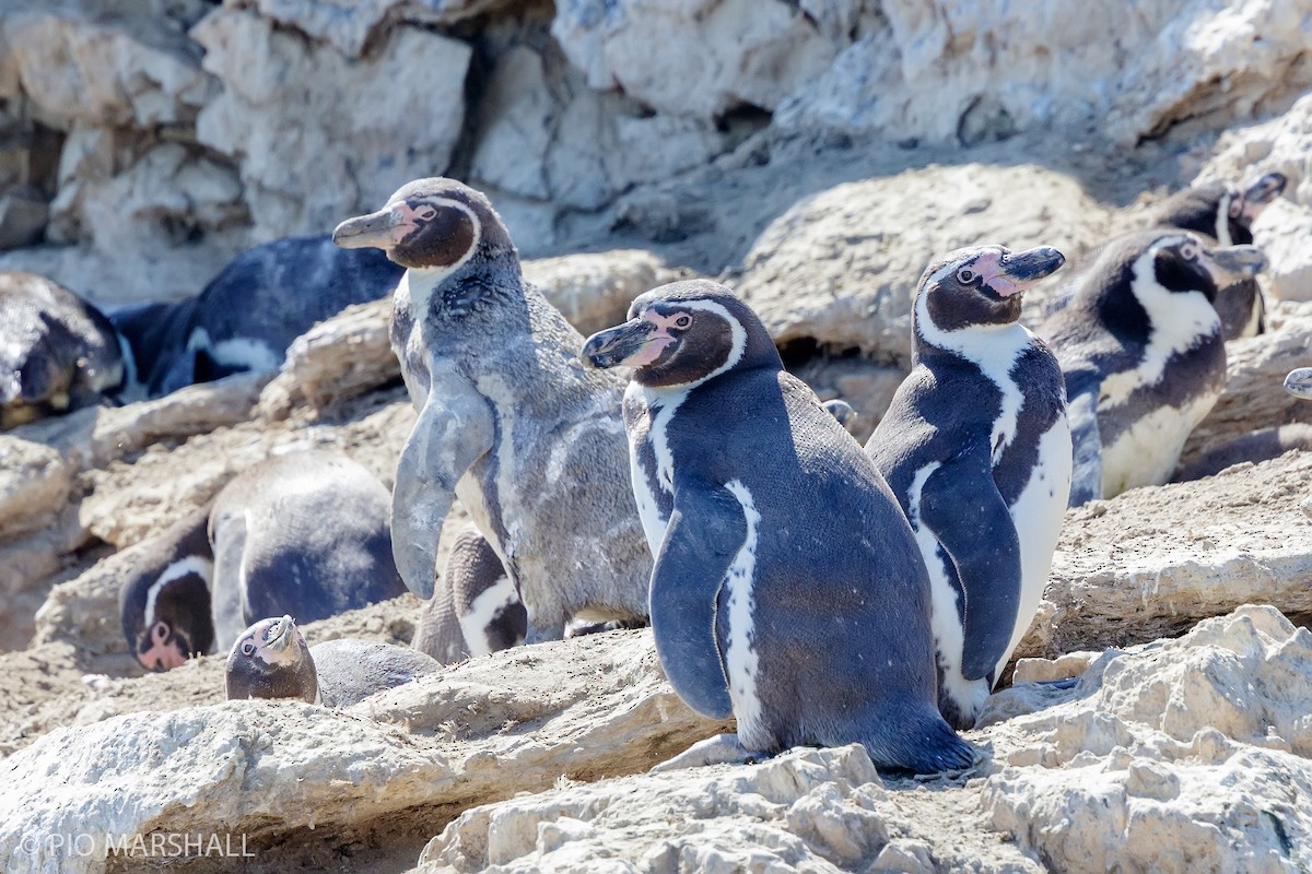 Humboldt Penguin - ML179927961