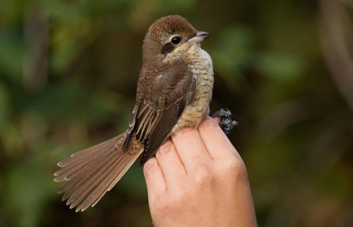 Brown Shrike - Joachim Bertrands | Ornis Birding Expeditions