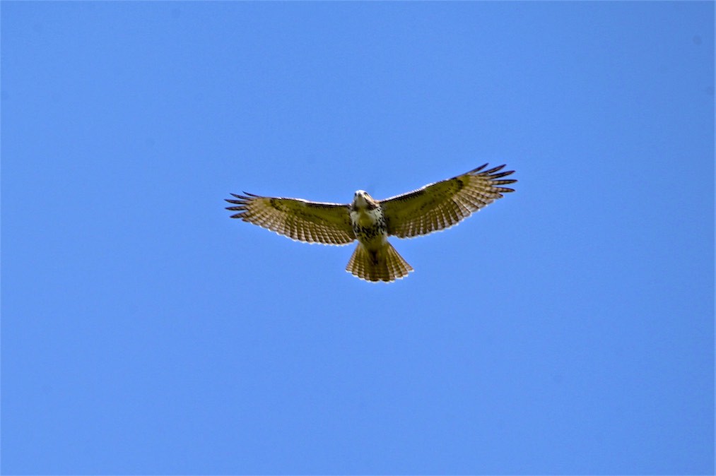 Red-tailed Hawk - ML179931761