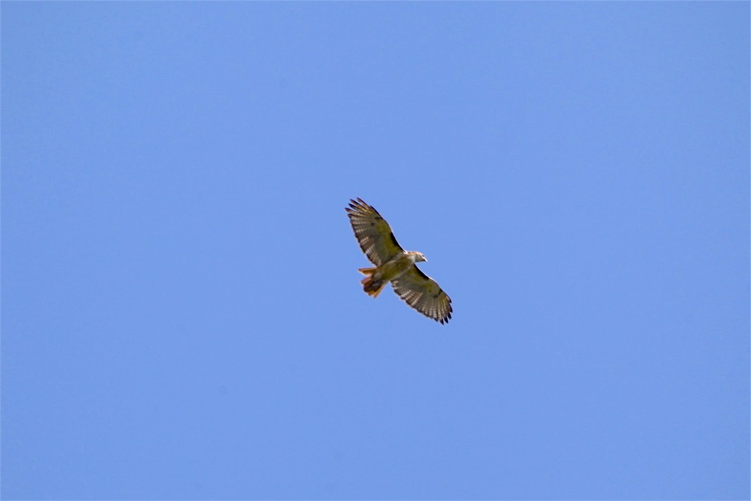 Red-tailed Hawk - ML179931781