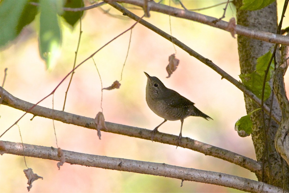 House Wren - ML179932581