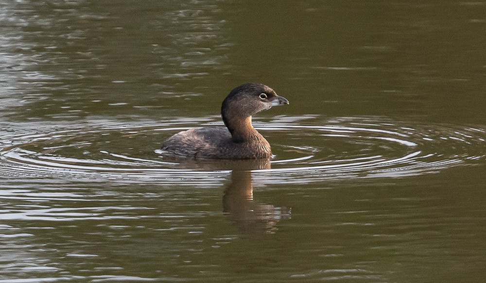 Pied-billed Grebe - ML179932801