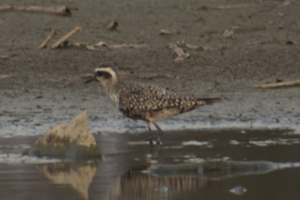 Chorlito Dorado Americano - ML179933921