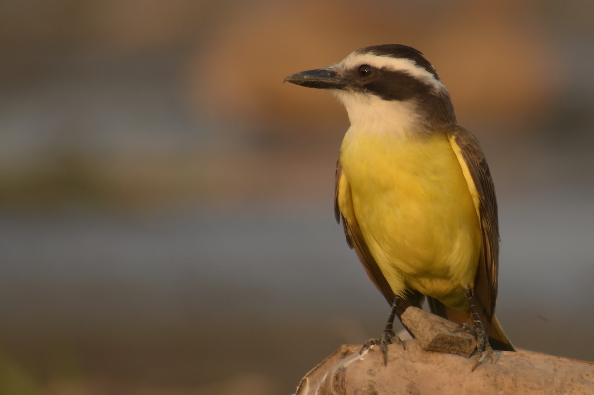 Great Kiskadee - ML179934121