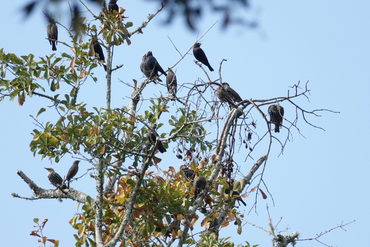 Brown-headed Cowbird - ML179935131