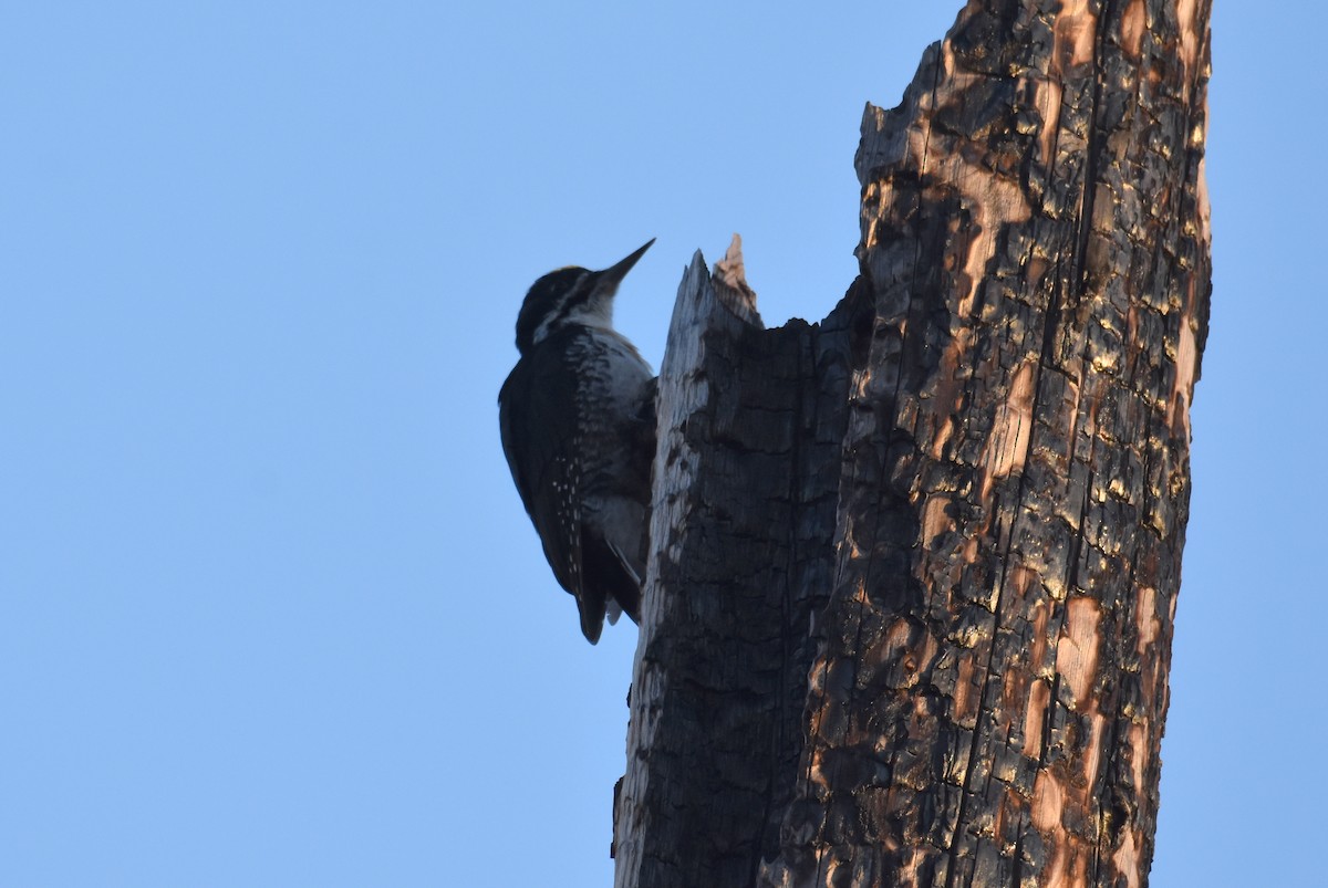 Black-backed Woodpecker - Michael Schall