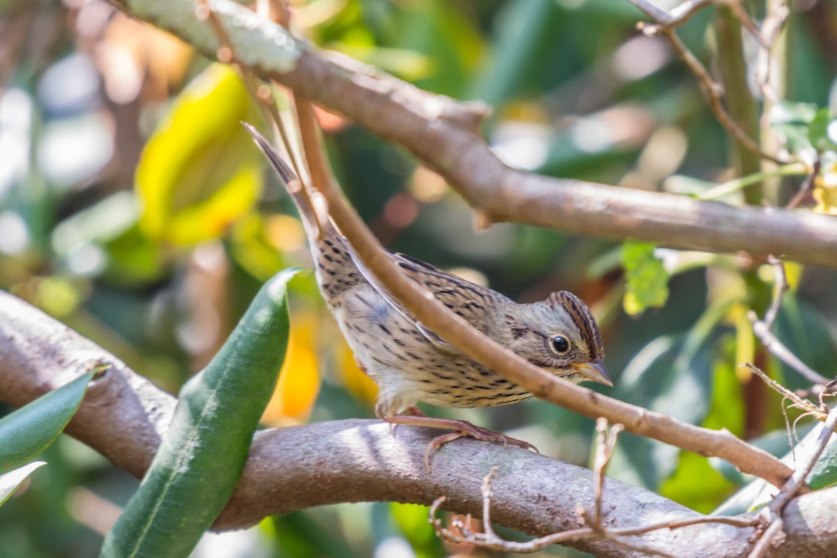 Lincoln's Sparrow - ML179936691